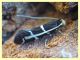 Eudarcia sp. -  Anzio 13.6.2022 - (1).JPG
