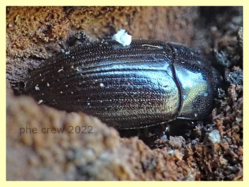 Alphitobius sp. - Anzio 13.6.2022 - (1).JPG