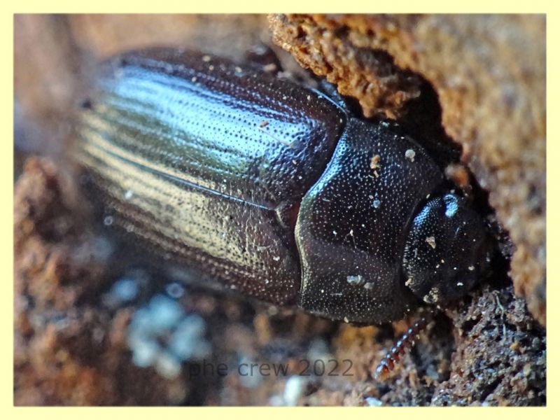 Alphitobius sp. - Anzio 13.6.2022 - (2).JPG