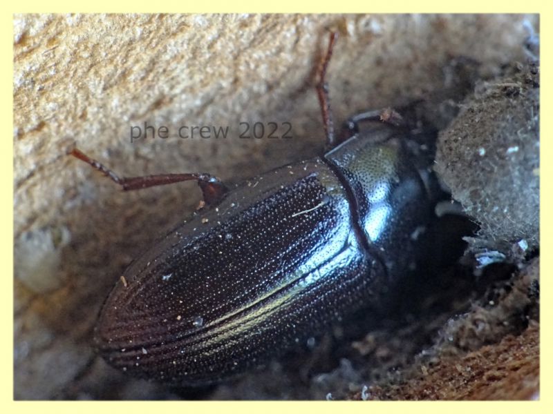 Alphitobius sp. - Anzio 13.6.2022 - (3).JPG