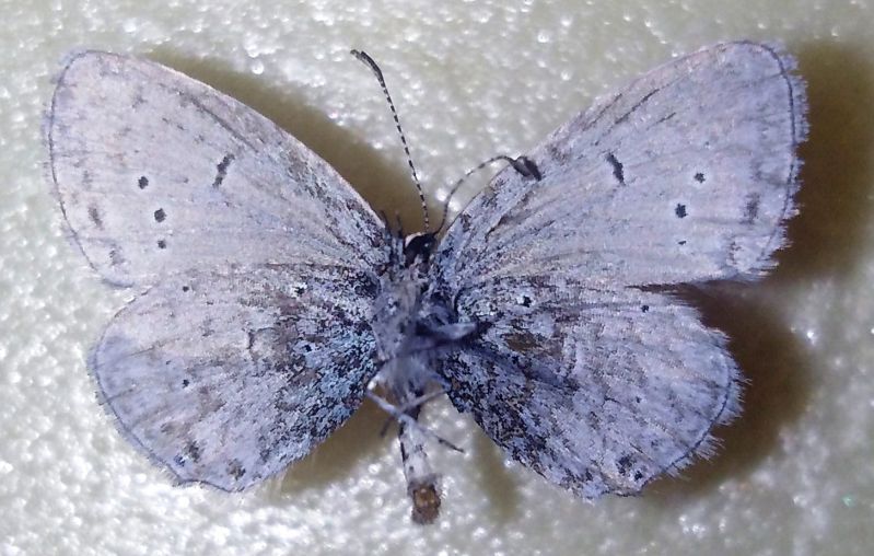 Cupido (Cupido) minimus (Fuessly, 1775) - Lycaenidae Polyommat.jpg