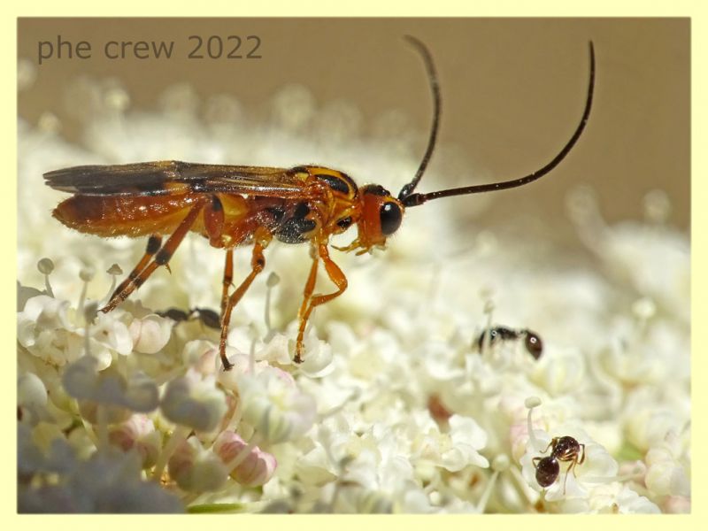 Braconidae Braconinae - Anzio 20.6.2022 - (4).JPG