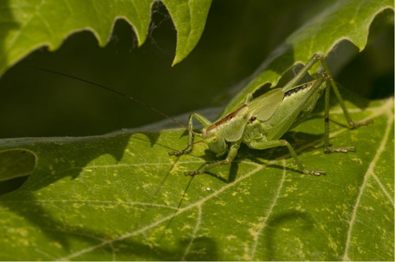 tettigonia viridissima [1024x768].jpg