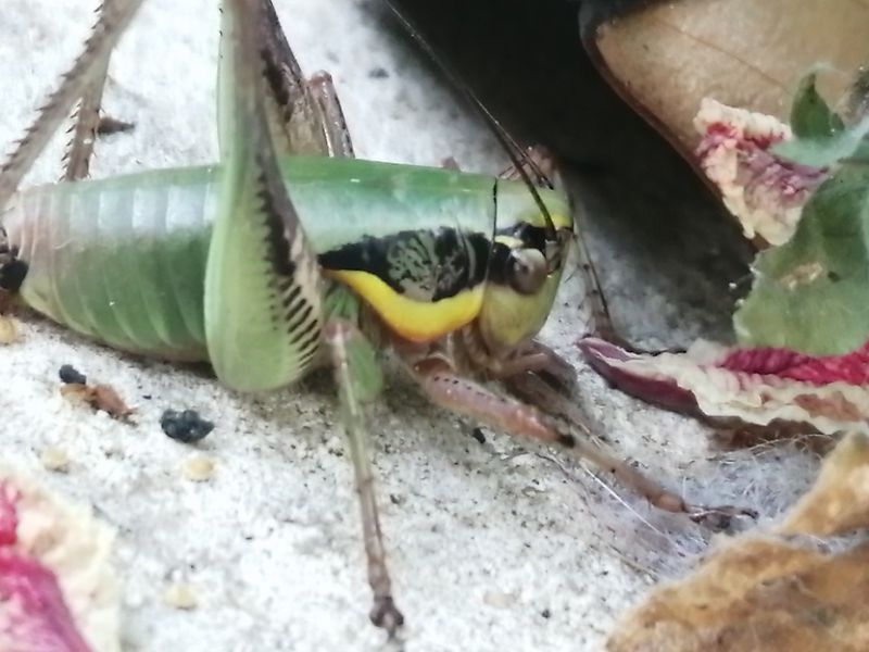 eupholidoptera femmina.jpg