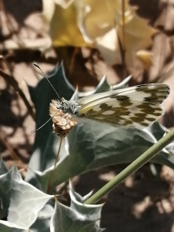 pieris edusa 2.jpg