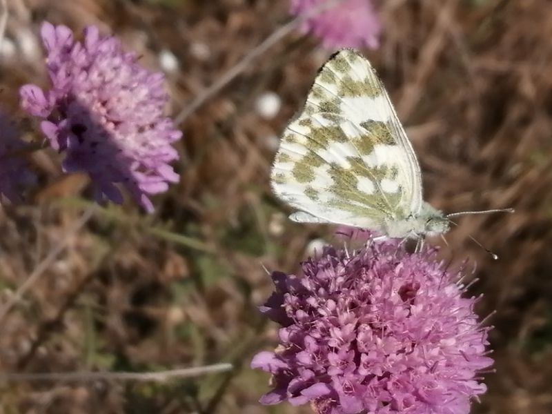 pieris edusa.jpg