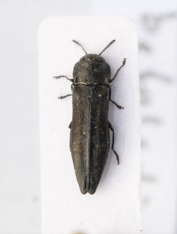 Agrilus betuleti2.jpg