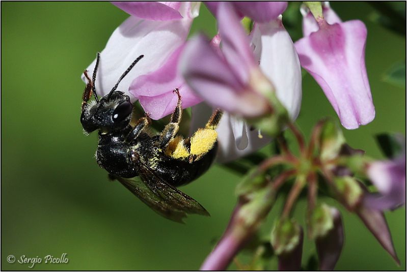 Apidae-sp-20220702-001-JOGf.jpg