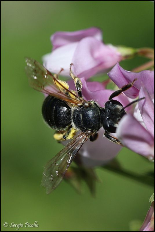 Apidae-sp-20220702-002-JWf.jpg