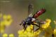 Cylindromyia-2.jpg