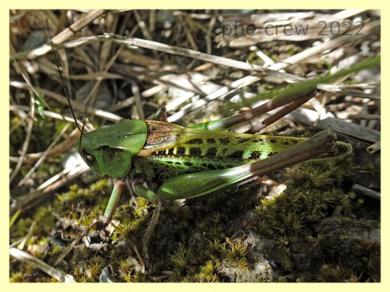 Decticus verrucivorus - Trepalle - Sondrio circa 2100 m. s.l.m. - 8.7.2022 - (1).JPG