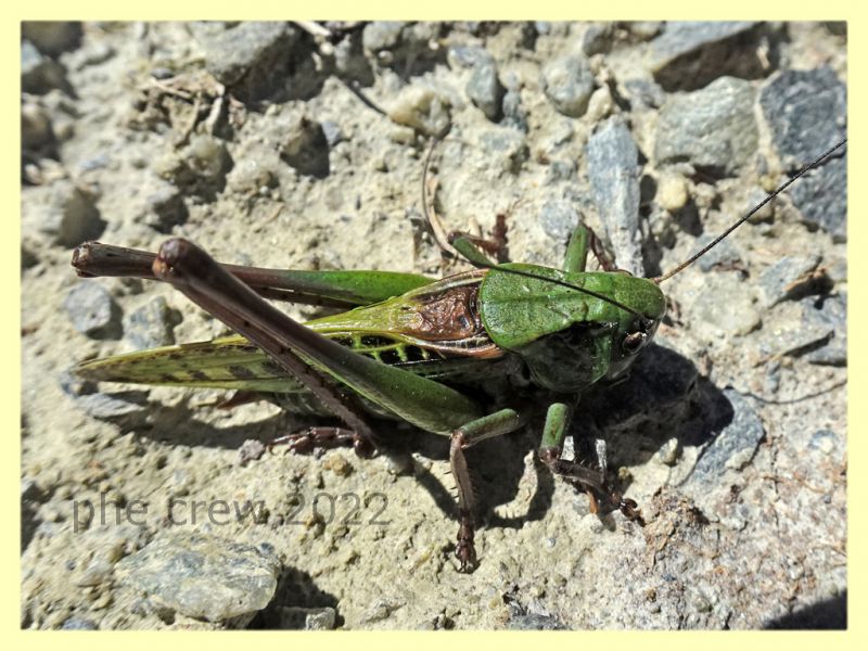 Decticus verrucivorus - Trepalle - Sondrio circa 2100 m. s.l.m. - 8.7.2022 - (2).JPG