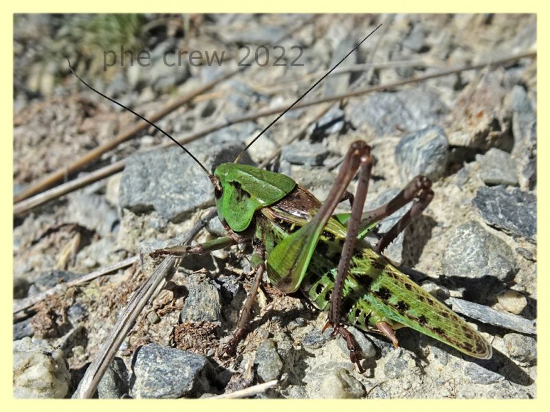 Decticus verrucivorus - Trepalle - Sondrio circa 2100 m. s.l.m. - 8.7.2022 - (4).JPG