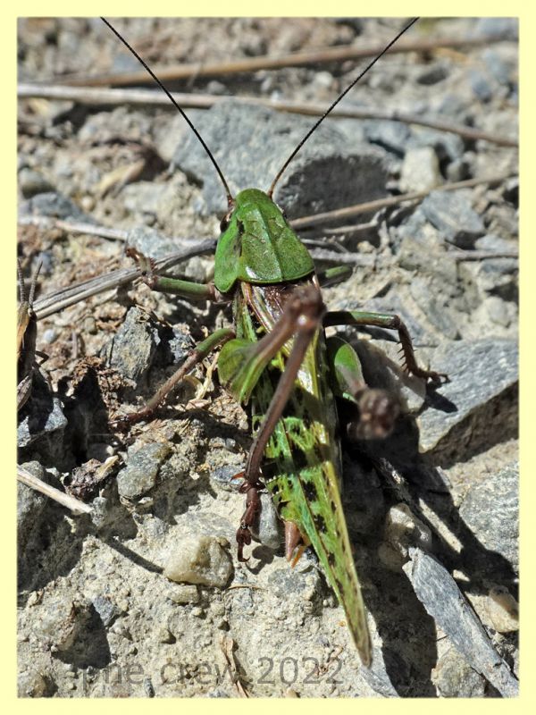 Decticus verrucivorus - Trepalle - Sondrio circa 2100 m. s.l.m. - 8.7.2022 - (3).JPG