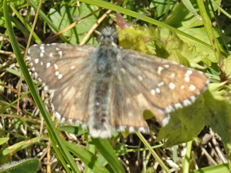 Hesperidae - Trepalle - Sondrio circa 2100 m. s.l.m. 7.7.2022 -.JPG