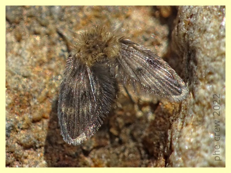 Psychodidae - Trepalle - Sondrio circa 2100 m. s.l.m.  - 7.7.2022 -.JPG