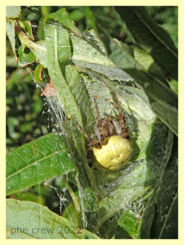 Araneus quadratus con nido - Trepalle - Sondrio circa 2100 m. s.l.m. - 7.7.2022 - (3).JPG