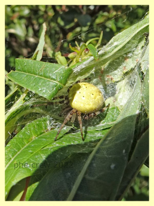 Araneus quadratus con nido - Trepalle - Sondrio circa 2100 m. s.l.m. - 7.7.2022 - (4).JPG