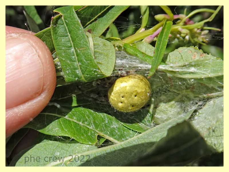 Araneus quadratus con nido - Trepalle - Sondrio circa 2100 m. s.l.m. - 7.7.2022 - (5).JPG