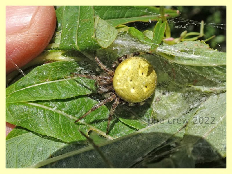 Araneus quadratus con nido - Trepalle - Sondrio circa 2100 m. s.l.m. - 7.7.2022 - (6).JPG