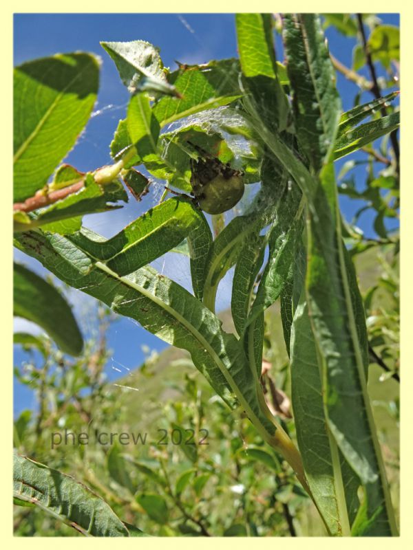 Araneus quadratus con nido - Trepalle - Sondrio circa 2100 m. s.l.m. - 7.7.2022 - (2).JPG