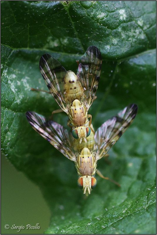 Tephritidae-sp-20220711-002-JWf.jpg