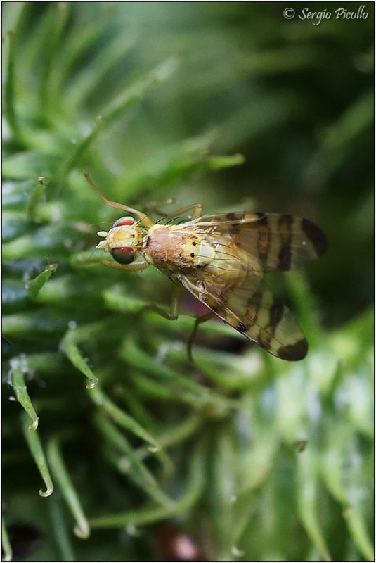 Tephritidae-sp-20220711-001-JWf.jpg