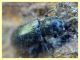 Hydraenidae - 6.7.2022 - Trepalle - Sondrio circa 2100 m. s.l.m. - (6).JPG