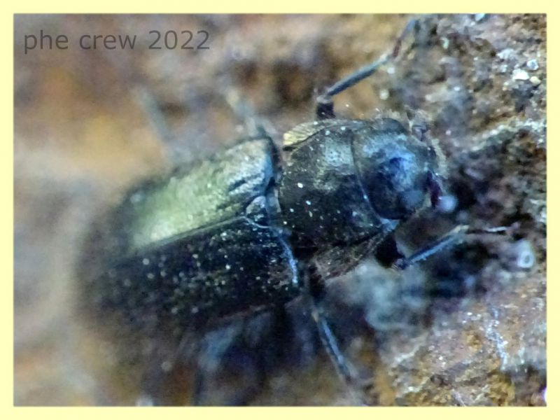 Hydraenidae - 6.7.2022 - Trepalle - Sondrio circa 2100 m. s.l.m. - (6).JPG