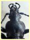 Carabus sp. 22 mm. - 8.7.2022 - Trepalle - Sondrio circa 2100 m. s.l.m. - (3).JPG