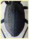Carabus sp. 22 mm. - 8.7.2022 - Trepalle - Sondrio circa 2100 m. s.l.m. - (2).JPG