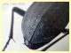 Carabus sp. 22 mm. - 8.7.2022 - Trepalle - Sondrio circa 2100 m. s.l.m. - (5).JPG