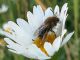Lasioglossum 2 leggero.jpg