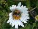 Lasioglossum leggera.jpg