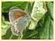 Coenonympha gardetta 7.7.2022 -  Trepalle - Sondrio circa 2100 m. s.l.m. - (1).JPG