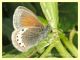 Coenonympha gardetta 7.7.2022 -  Trepalle - Sondrio circa 2100 m. s.l.m. - (2).JPG