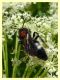 Mutilla europaea maschio 6.7.2022 - Trepalle - Sondrio circa 2100 m. s.l.m. - (4).JPG