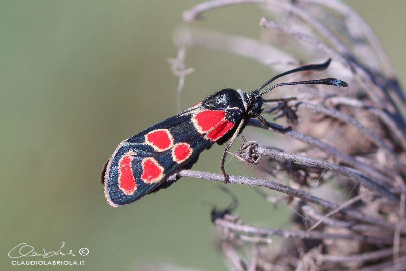 Zygaena_carniolica_Lago_S_Pietro_Labriola_1028.jpg