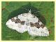 Xanthorhoe montanata - 6.7.2022 - Trepalle - Sondrio circa 2100 m. s.l.m. - (2).JPG