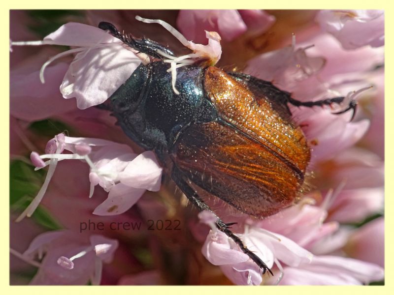 Phyllopertha horticola - 7.7.2022 - Trepalle - Sondrio circa 2100 m. s.l.m. - (1).JPG