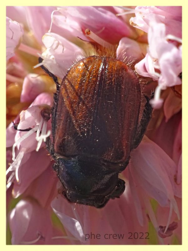 Phyllopertha horticola - 7.7.2022 - Trepalle - Sondrio circa 2100 m. s.l.m. - (4).JPG