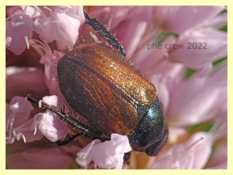 Phyllopertha horticola - 7.7.2022 - Trepalle - Sondrio circa 2100 m. s.l.m. - (9).JPG