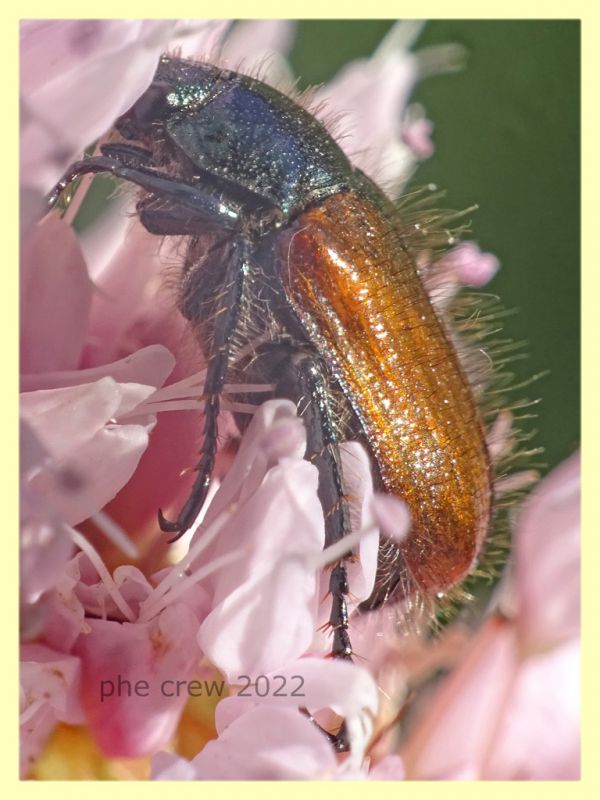 Phyllopertha horticola - 7.7.2022 - Trepalle - Sondrio circa 2100 m. s.l.m. - (7).JPG