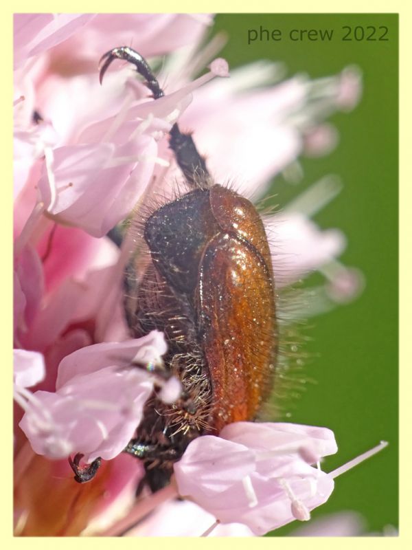 Phyllopertha horticola - 7.7.2022 - Trepalle - Sondrio circa 2100 m. s.l.m. - (8).JPG