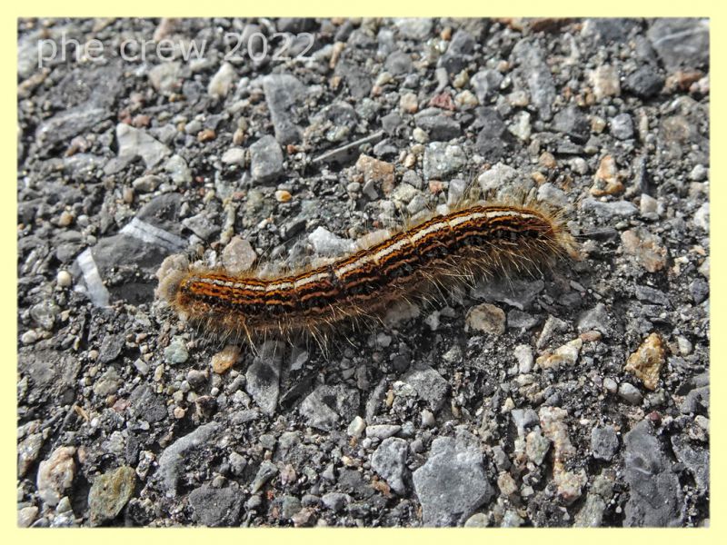 larva di Malacosoma alpicolum - 7.7.2022 - Trepalle - Sondrio circa 2100 m. s.l.m. - (1).JPG