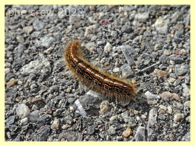 larva di Malacosoma alpicolum - 7.7.2022 - Trepalle - Sondrio circa 2100 m. s.l.m. - (2).JPG