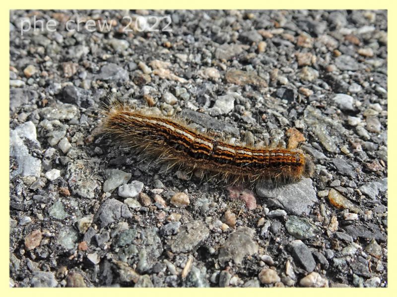 larva di Malacosoma alpicolum - 7.7.2022 - Trepalle - Sondrio circa 2100 m. s.l.m. - (3).JPG