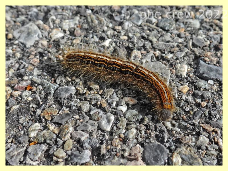 larva di Malacosoma alpicolum - 7.7.2022 - Trepalle - Sondrio circa 2100 m. s.l.m. - (4).JPG