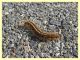 larva di Malacosoma alpicolum - 7.7.2022 - Trepalle - Sondrio circa 2100 m. s.l.m. - (5).JPG