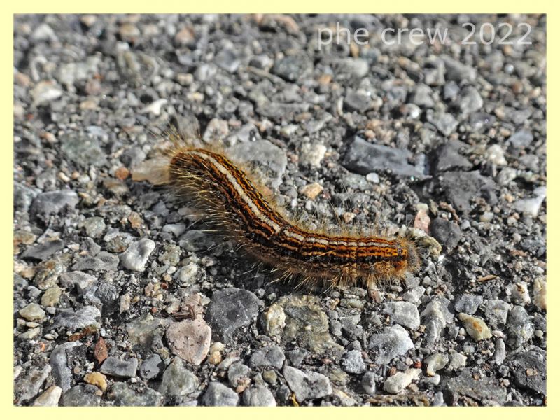 larva di Malacosoma alpicolum - 7.7.2022 - Trepalle - Sondrio circa 2100 m. s.l.m. - (5).JPG